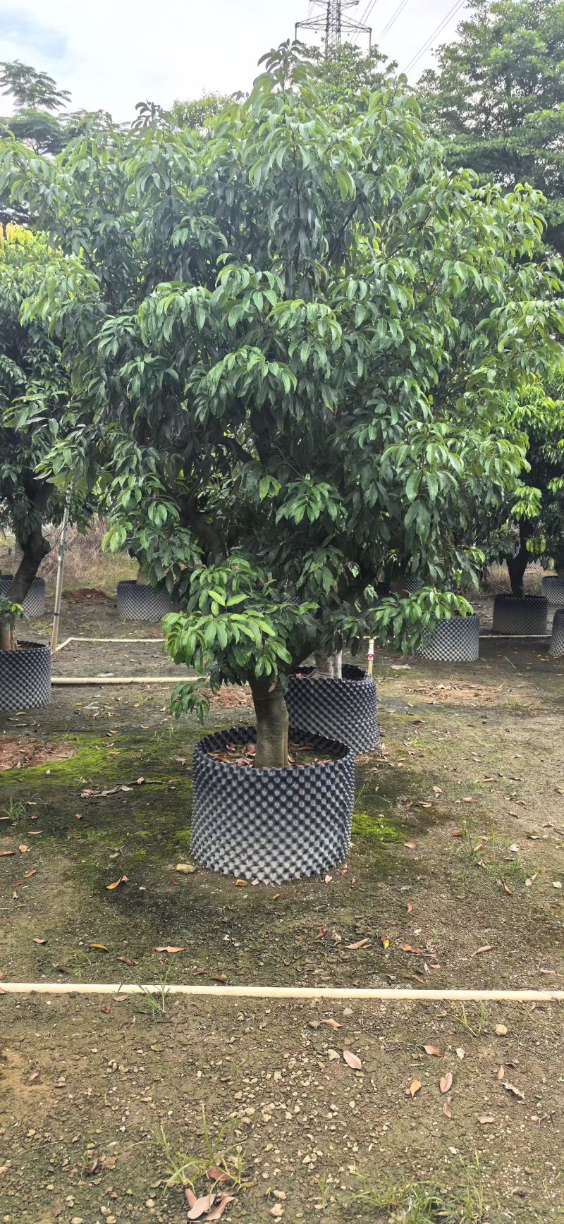 糯米糍荔枝10-15分