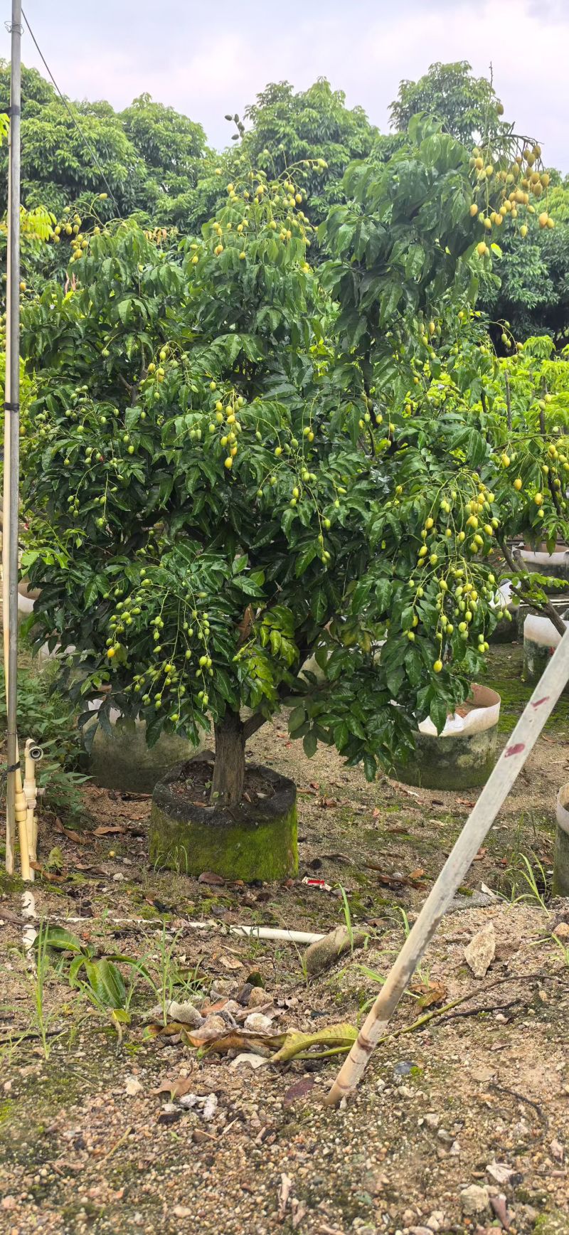 黄皮10-15分