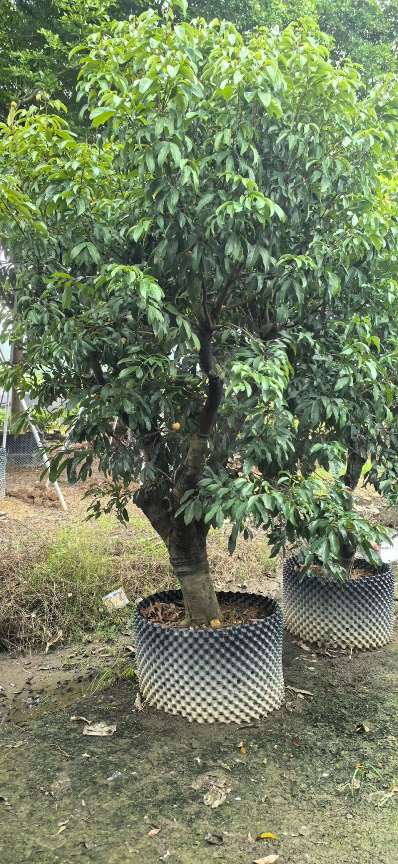 黄皮10-15分