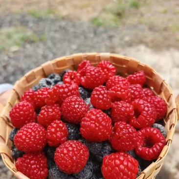 云南树莓果自家种植一件代发市场水果店商超