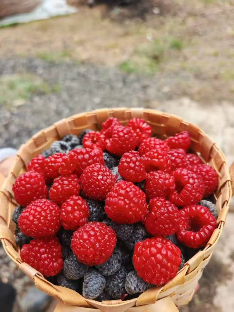 云南树莓果自家种植一件代发市场水果店商超