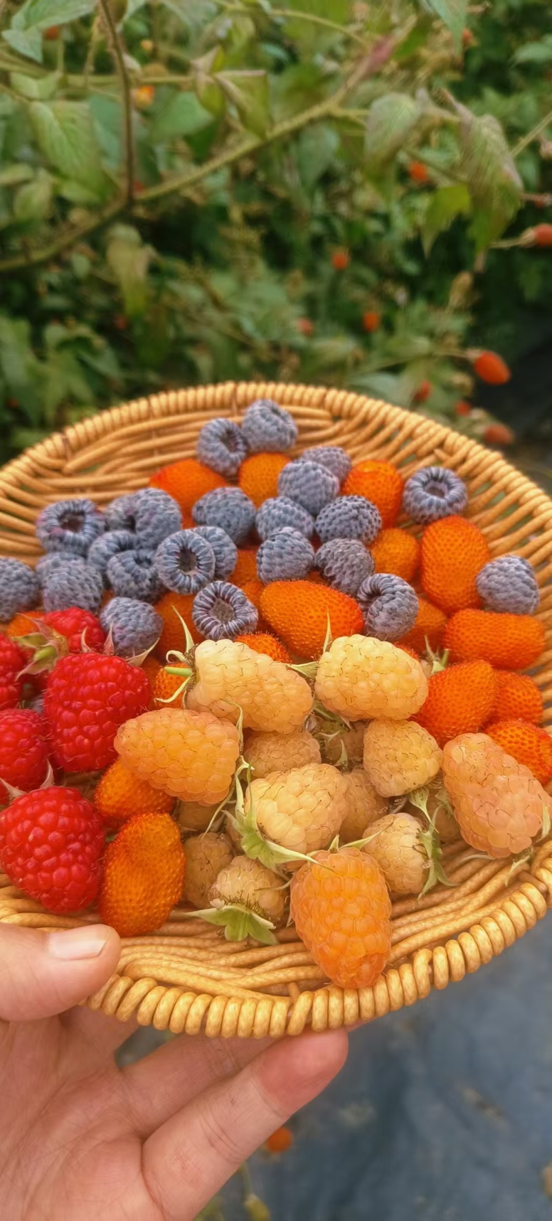 云南树莓果自家种植一件代发市场水果店商超