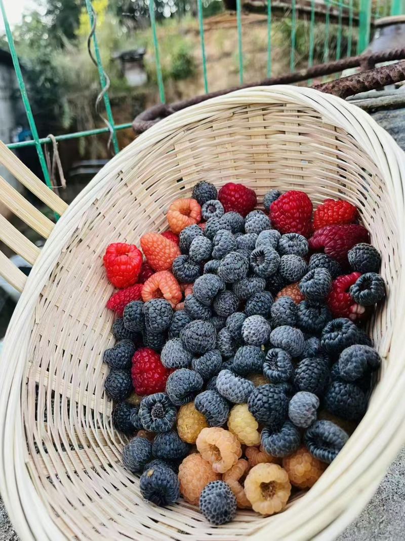云南树莓果自家种植一件代发市场水果店商超