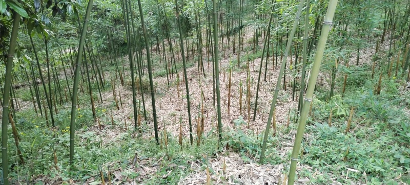苦竹，斑竹，白夹竹，紫竹刺等可观赏竹，园林绿化等。