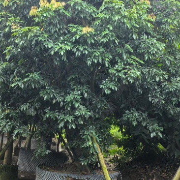 桂味荔枝10-20分
