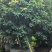 桂味荔枝10-20分