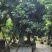 桂味荔枝10-20分