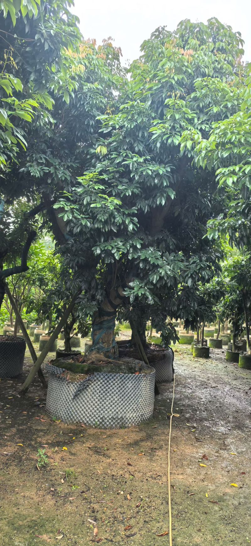 桂味荔枝10-20分