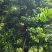 桂味荔枝10-20分