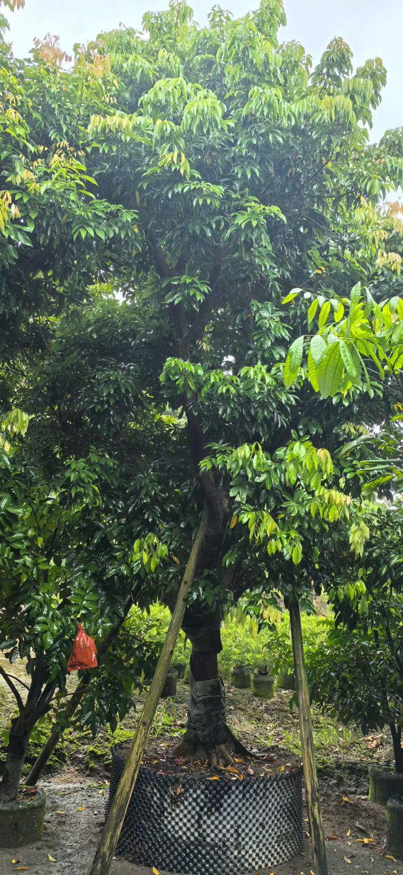 桂味荔枝10-20分