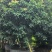 桂味荔枝10-20分