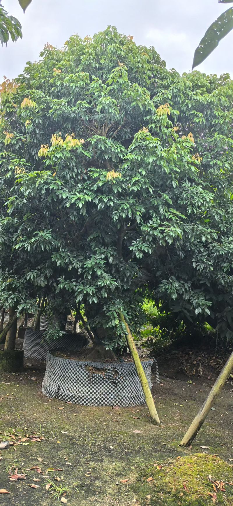 桂味荔枝10-20分