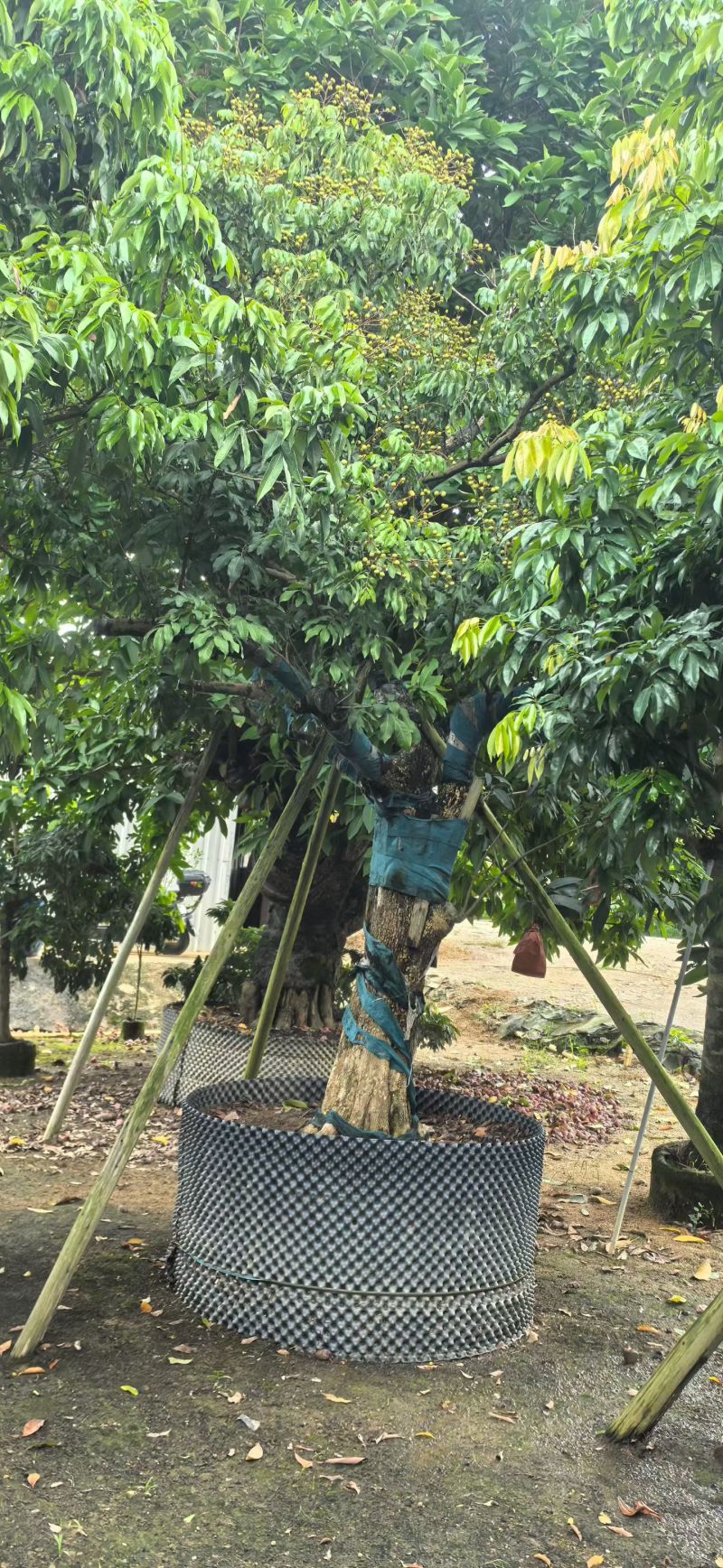 石峡龙眼10-20分