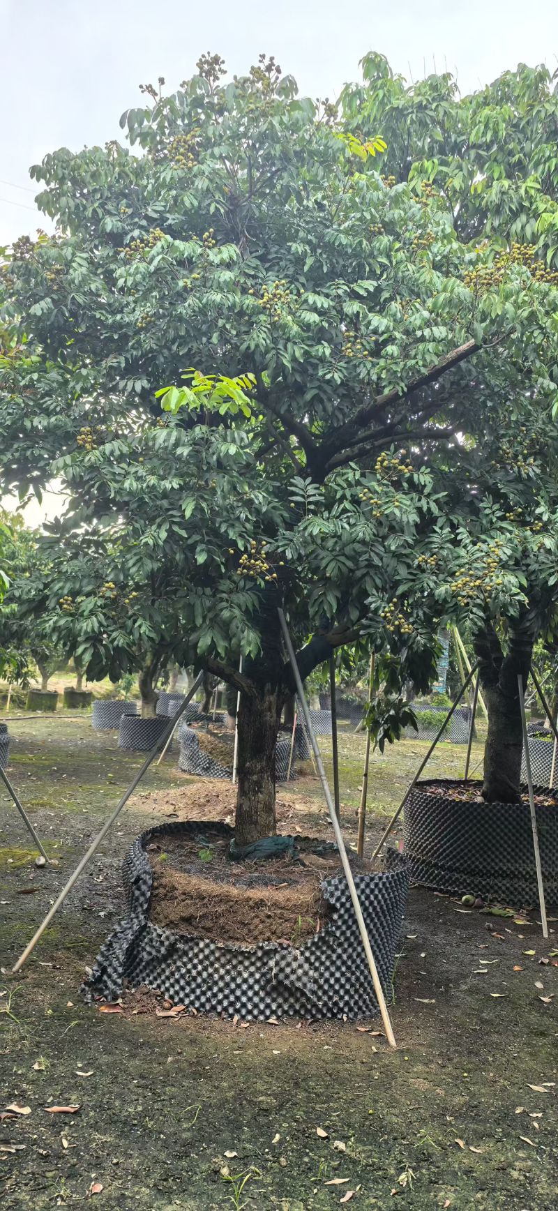 石峡龙眼10-20分
