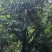 石峡龙眼10-20分