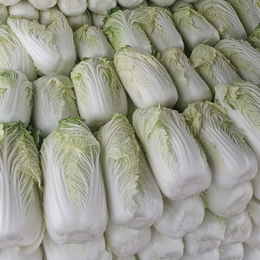 黄心娃娃菜