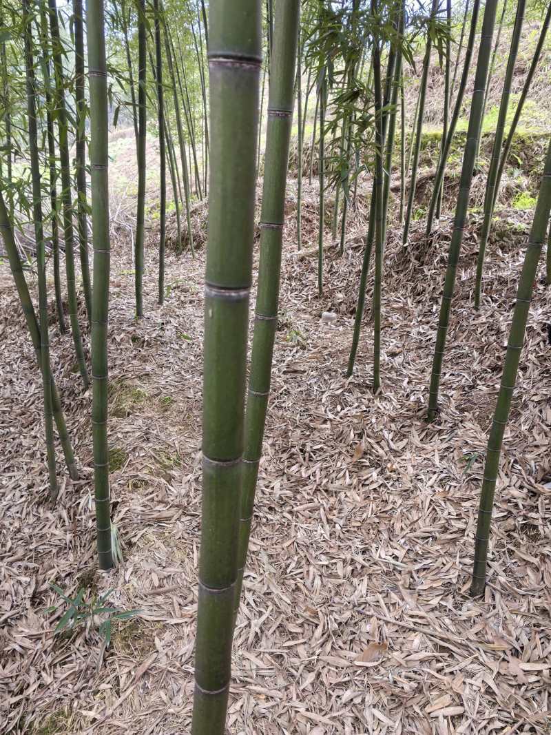 苦竹，斑竹，白夹竹，紫竹刺等可观赏竹，园林绿化等。