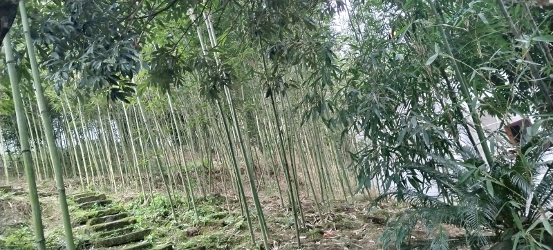 苦竹，斑竹，白夹竹，紫竹刺等可观赏竹，园林绿化等。