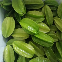青杨桃
