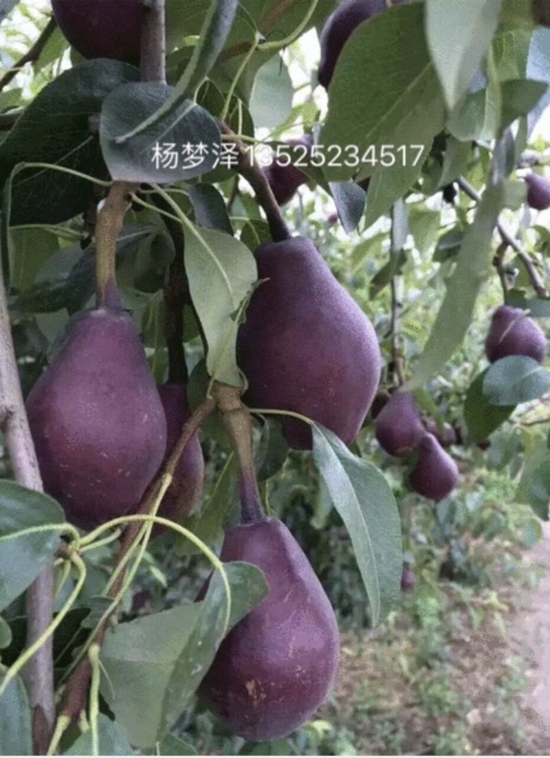 红啤梨代收，批发！光果150~200g
