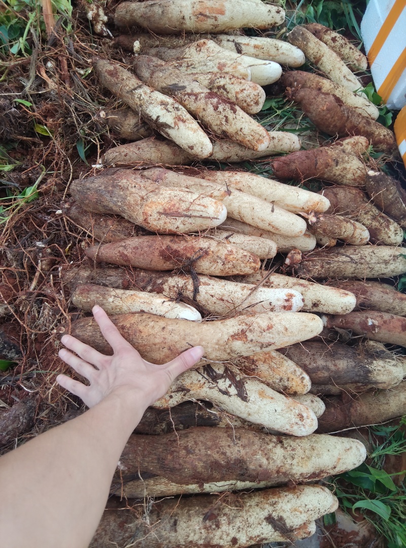 云南高原红土糯米山药；新货大量上市中，支持电商一件代发