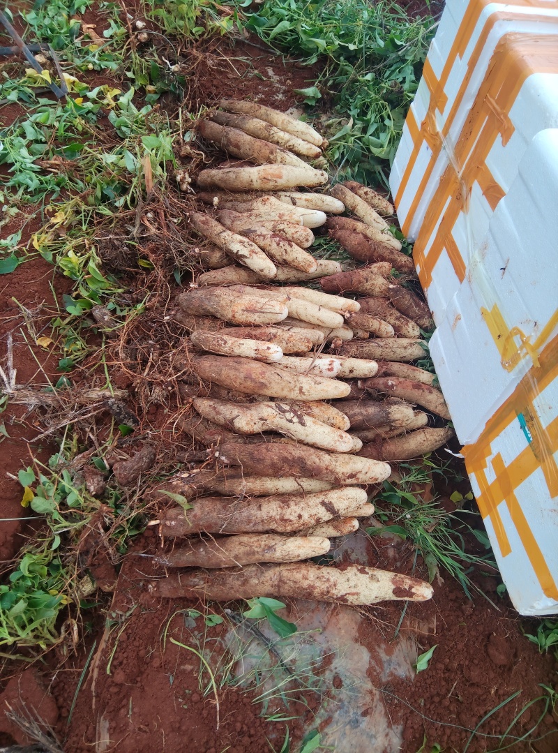云南高原红土糯米山药；新货大量上市中，支持电商一件代发