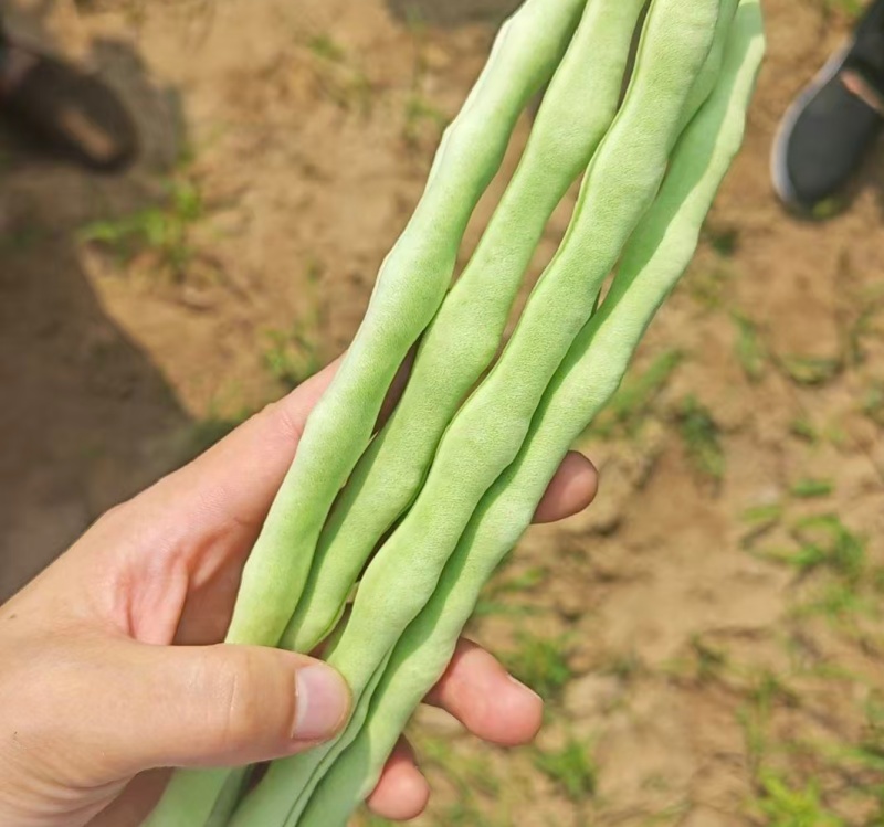 山西豆角白条豆角白无丝货源充足基地直供联系