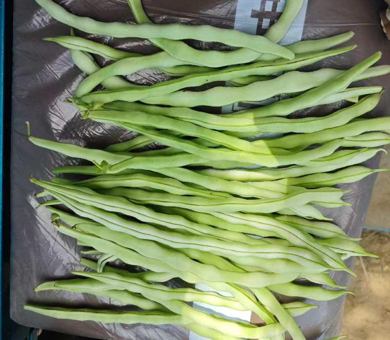 山西豆角白条豆角白无丝货源充足基地直供联系