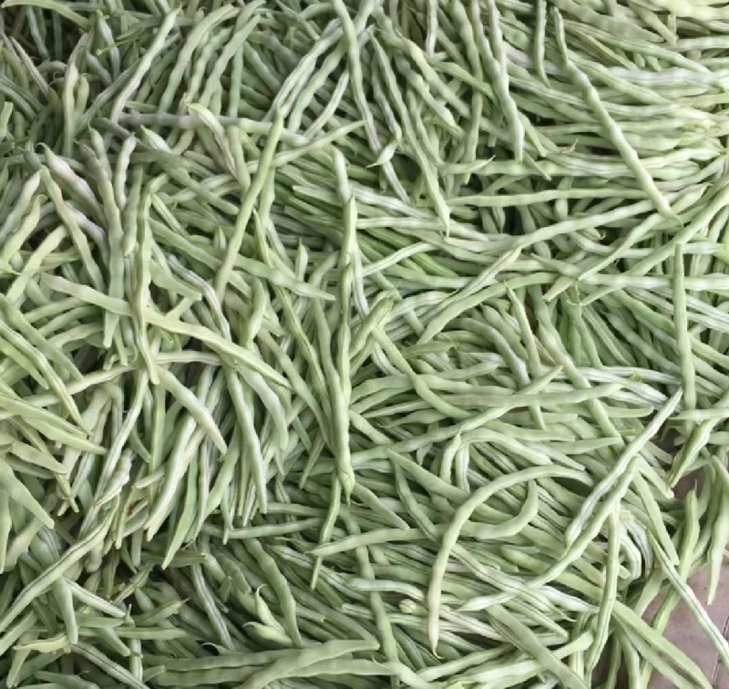 山西豆角白条豆角白无丝货源充足基地直供联系
