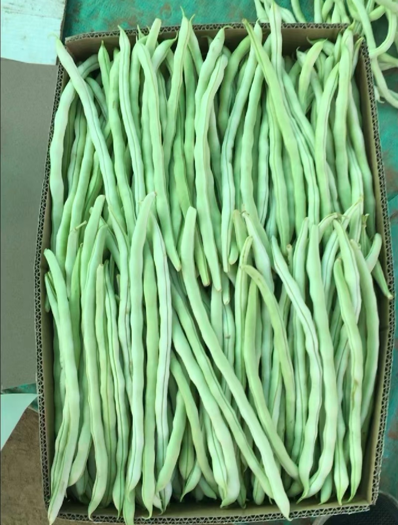 山西豆角白条豆角白无丝货源充足基地直供联系