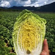 玲珑黄白菜黄心6月砍北京延庆种植基地