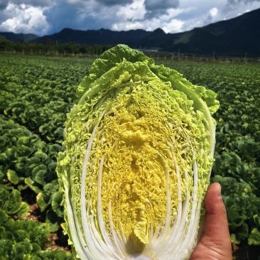 玲珑黄白菜黄心6月砍北京延庆种植基地