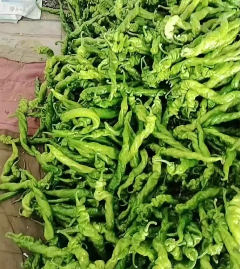 鲜辣椒螺丝椒尖椒基地一手货源价格实惠欢迎联系
