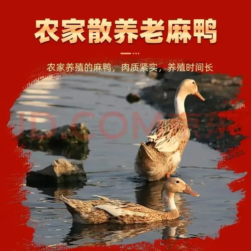 酱板鸭整只的酱板鸭大量供应可视频看货欢迎来电采购洽谈
