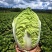 玲珑黄白菜黄心6月砍北京延庆种植基地
