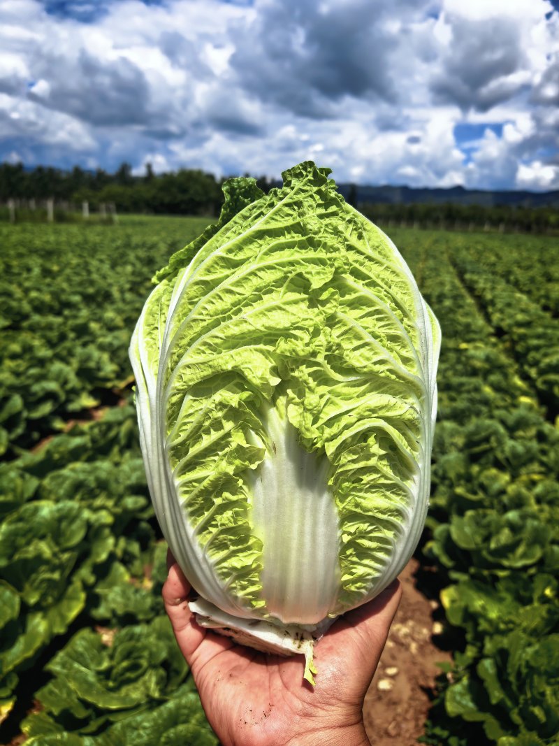 玲珑黄白菜黄心6月砍北京延庆种植基地