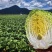 玲珑黄白菜黄心6月砍北京延庆种植基地