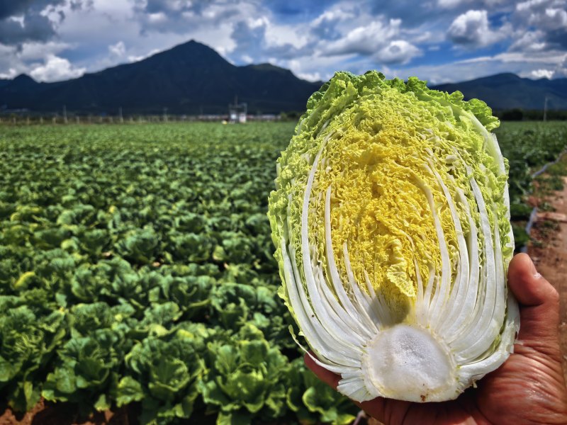 玲珑黄白菜黄心6月砍北京延庆种植基地
