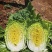 玲珑黄白菜黄心6月砍北京延庆种植基地
