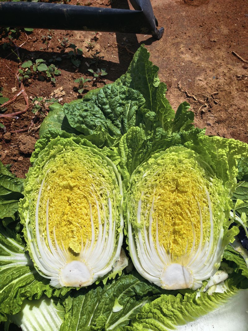 玲珑黄白菜黄心6月砍北京延庆种植基地