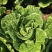 玲珑黄白菜黄心6月砍北京延庆种植基地