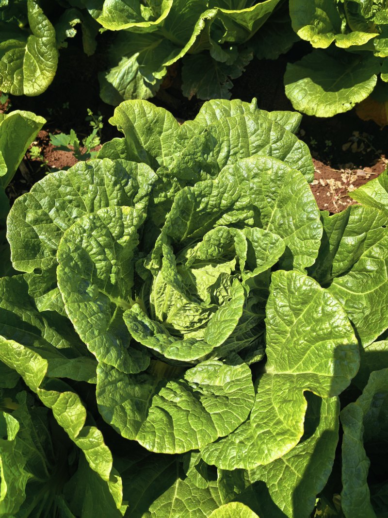 玲珑黄白菜黄心6月砍北京延庆种植基地