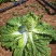 玲珑黄白菜黄心6月砍北京延庆种植基地