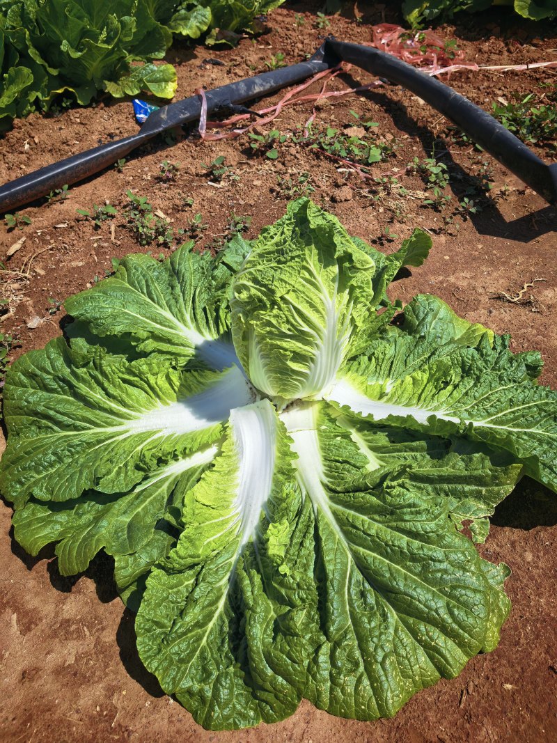 玲珑黄白菜黄心6月砍北京延庆种植基地