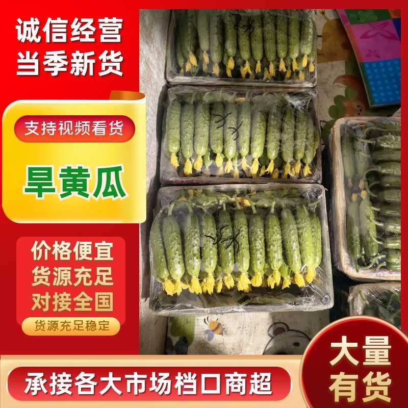 精品旱黄瓜大量上市中便宜了，耐运输，口感好，代收团队按需