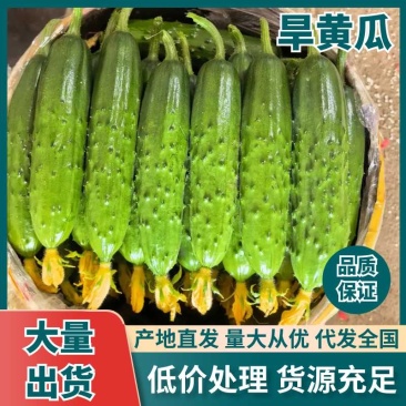 精品旱黄瓜常年代收诚信经营，专业团队按需挑选一手货源产地