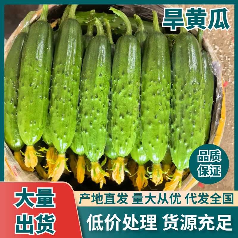 精品旱黄瓜常年代收诚信经营，专业团队按需挑选一手货源产地