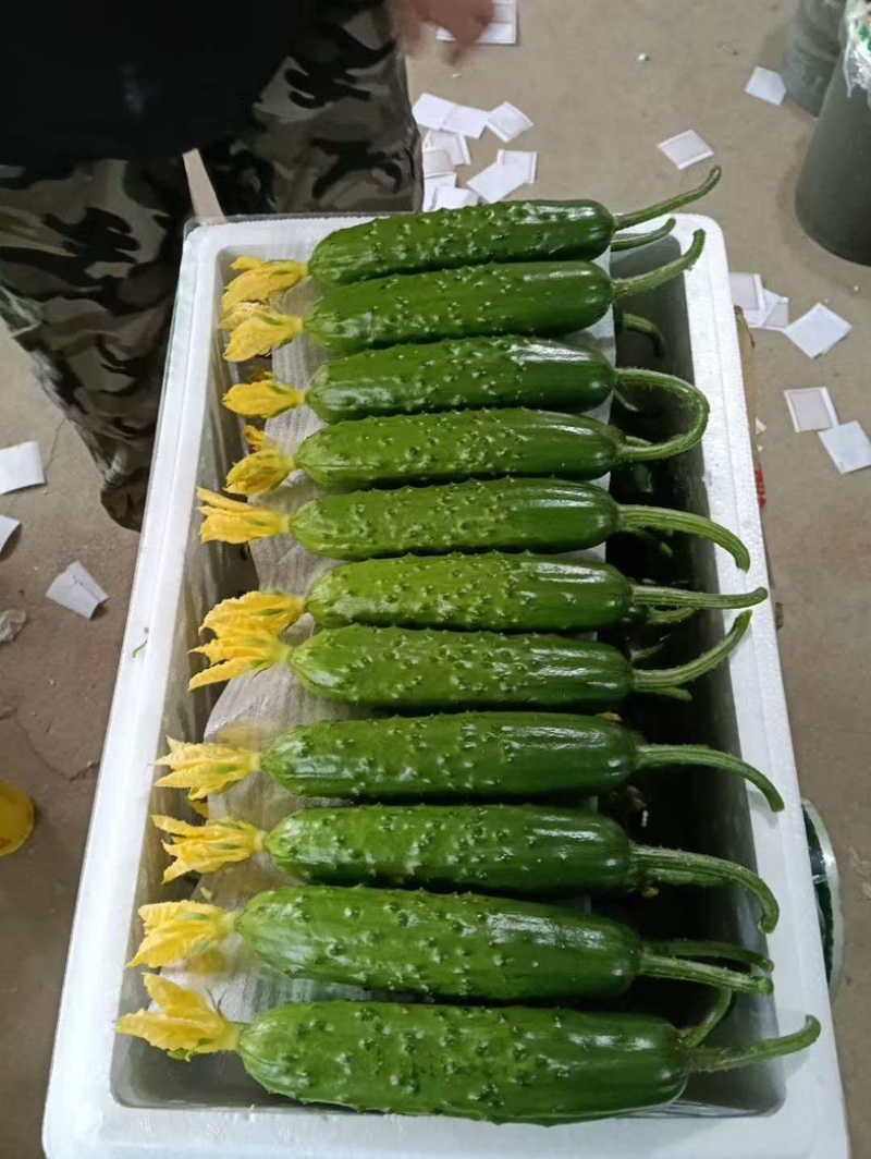 精品旱黄瓜常年代收诚信经营，专业团队按需挑选一手货源产地
