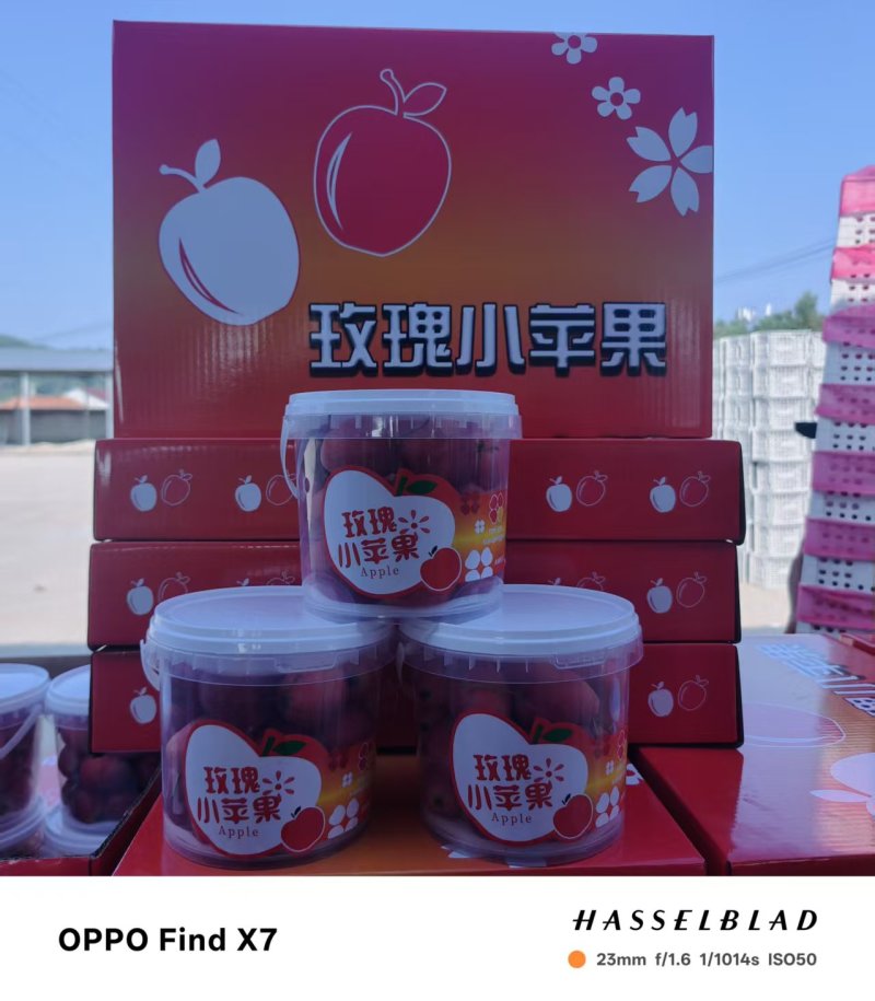 鸡心果，精装，通货都可以，欢迎广大客户前来预订