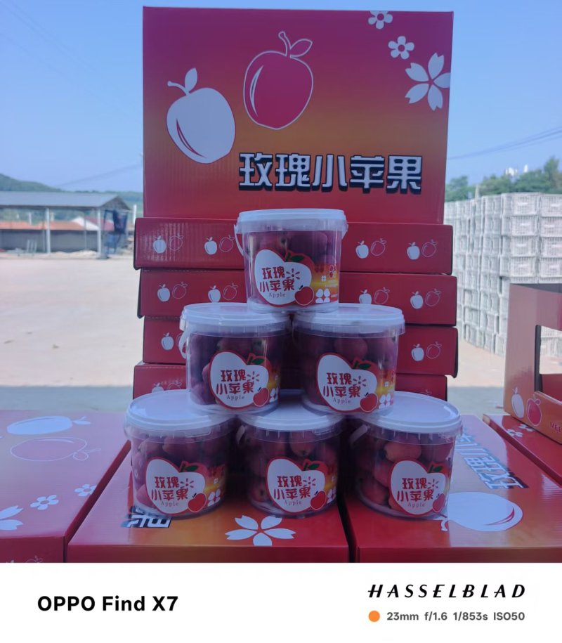 鸡心果，精装，通货都可以，欢迎广大客户前来预订